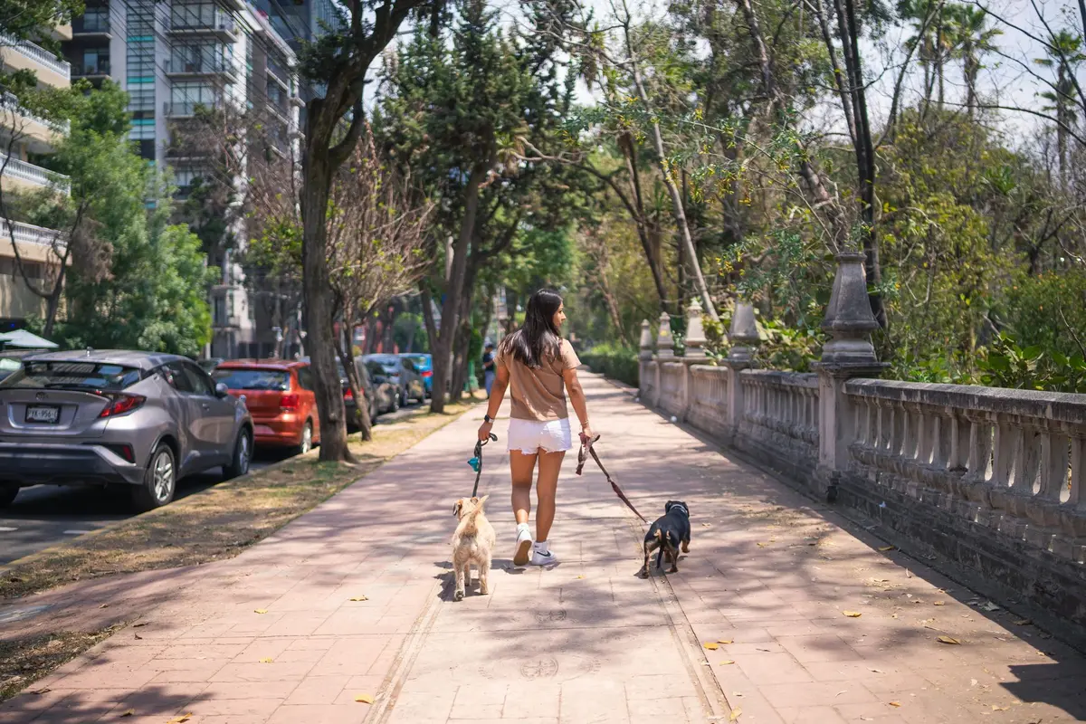 Mujer paseando perros por una banqueta arbolada junto a un parque, escena típica de vivir en la Del Valle y colonias vecinas de la Ciudad de México